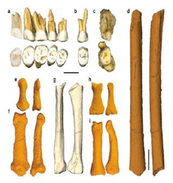 Descoperire istorică: O nouă SPECIE umană, Homo luzonensis