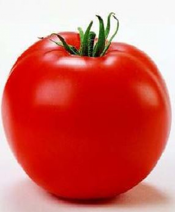Plantatul și semănatul direct al tomatelor în câmp
