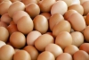 Ouă ecologice pentru Paşte